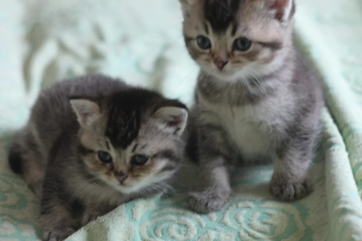 Visloukhie kotyata (Вислоухие котята), Mixed Breed for adoption at Kotyata Darom, Minsk Region