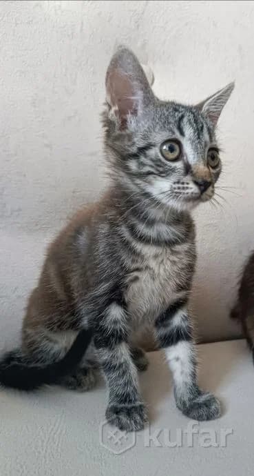 Zamet menya. Vyberi menya (Заметь меня. Выбери меня), Mixed Breed for adoption at Kotyata Darom, Minsk Region