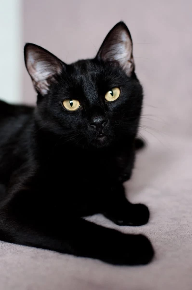 Zyaki - chernenkiy Panter (Зяки - черненький Пантер), Mixed Breed for adoption at Kotyata Darom, Minsk Region