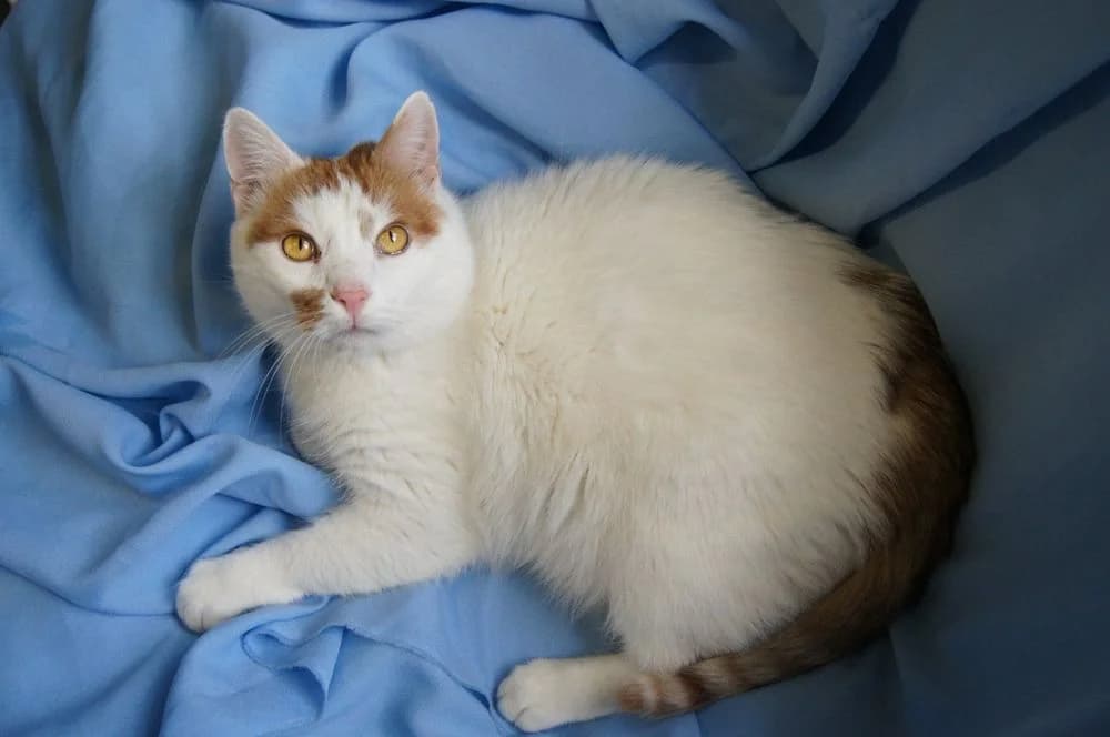 Antoshka (Antoshka) (Antoshka (Антошка)), male senior mixed breed for adoption at Кот и Собака (Cat and Dog)