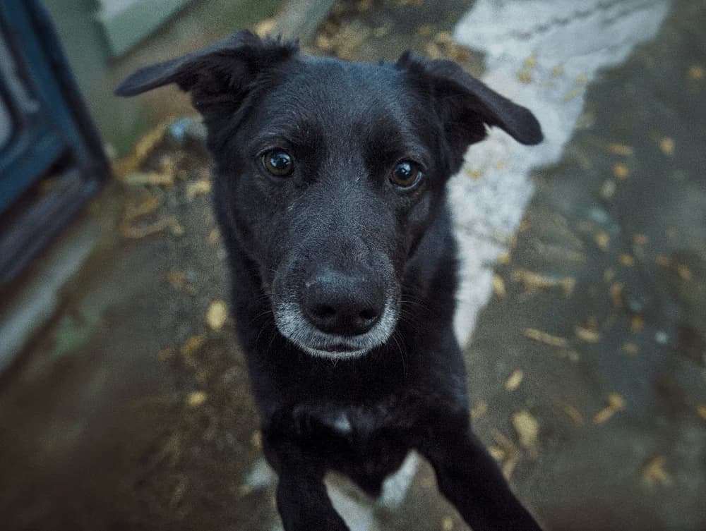 Boni (Boni) (Boni (Бони)), female senior mixed breed for adoption at Кот и Собака (Cat and Dog)