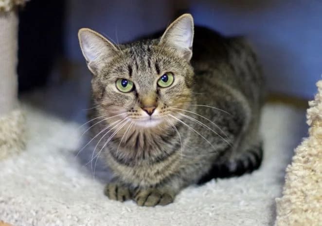 Deyneris (Deyneris) (Deyneris (Дейнерис)), female 6yo Mixed Breed for adoption at Кот и Собака (Cat and Dog)