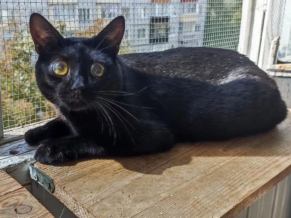 Gerbert (Gerbert) (Gerbert (Герберт)), male 4yo Mixed Breed for adoption at Кот и Собака (Cat and Dog)