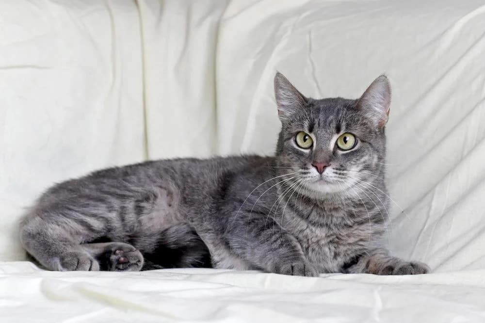 Khloya (Khloya) (Khloya (Хлоя)), female 3yo Mixed Breed for adoption at Кот и Собака (Cat and Dog)