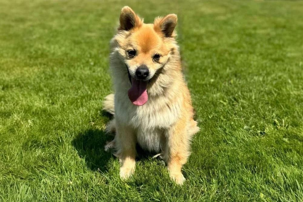 Klayd (Klayd) (Klayd (Клайд)), male 7yo mixed breed for adoption at Кот и Собака (Cat and Dog)