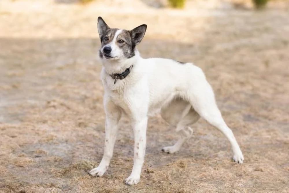 Liza (Liza) (Liza (Лиза)), female 7yo mixed breed for adoption at Кот и Собака (Cat and Dog)