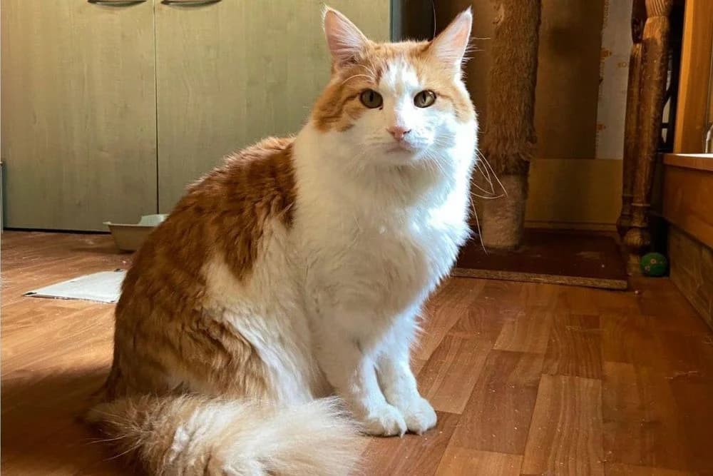 Matiz (Matiz) (Matiz (Матиз)), male 4yo Mixed Breed for adoption at Кот и Собака (Cat and Dog)