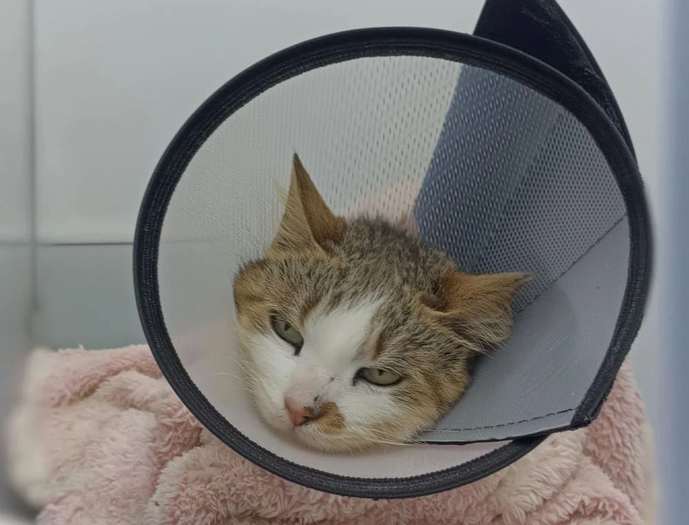 Pisklya (Pisklya) (Pisklya (Пискля)), female 7yo Mixed Breed for adoption at Кот и Собака (Cat and Dog)