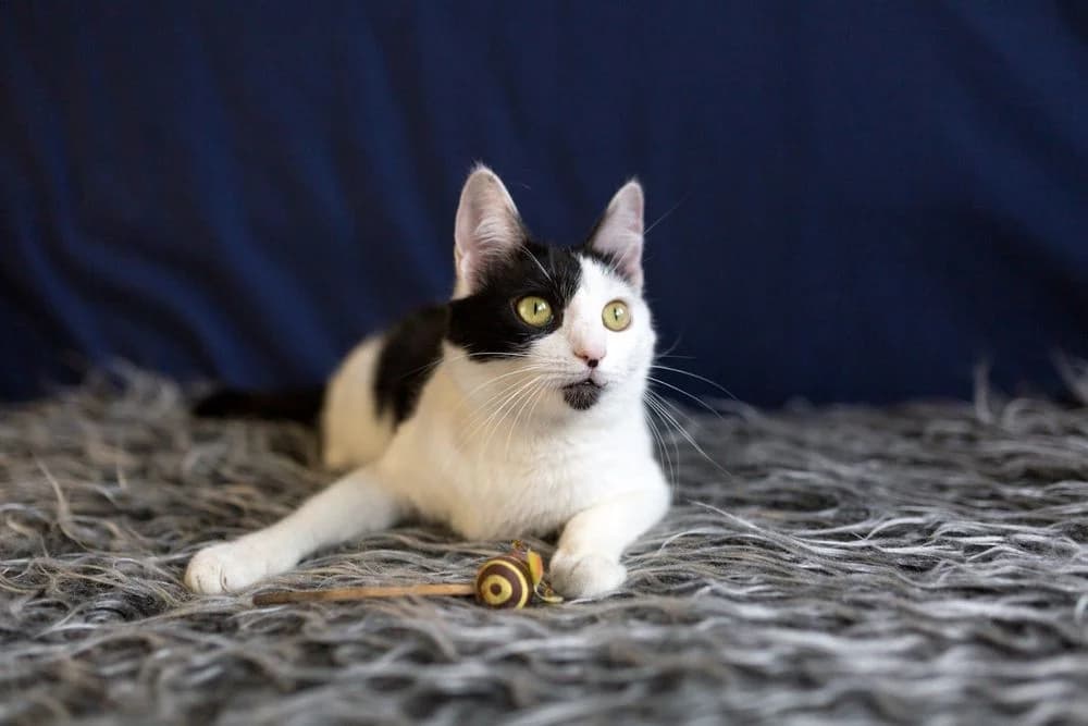 Romashka (Romashka) (Romashka (Ромашка)), female senior mixed breed for adoption at Кот и Собака (Cat and Dog)