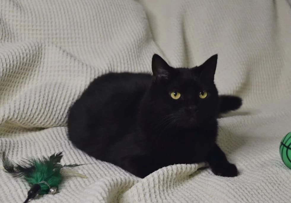 Saveliy (Saveliy) (Saveliy (Савелий)), male 5yo Mixed Breed for adoption at Кот и Собака (Cat and Dog)