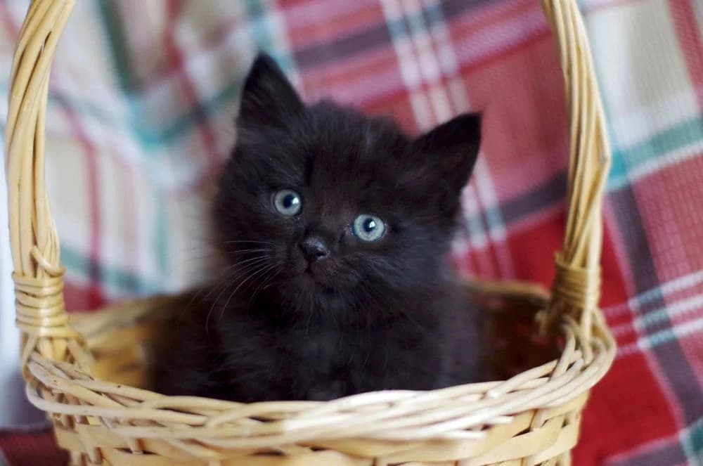 Shariki (Shariki) (Shariki (Шарики)), male puppy mixed breed for adoption at Кот и Собака (Cat and Dog)