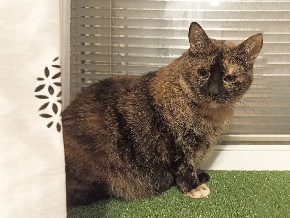 Skripka (Skripka) (Skripka (Скрипка)), female senior mixed breed for adoption at Кот и Собака (Cat and Dog)