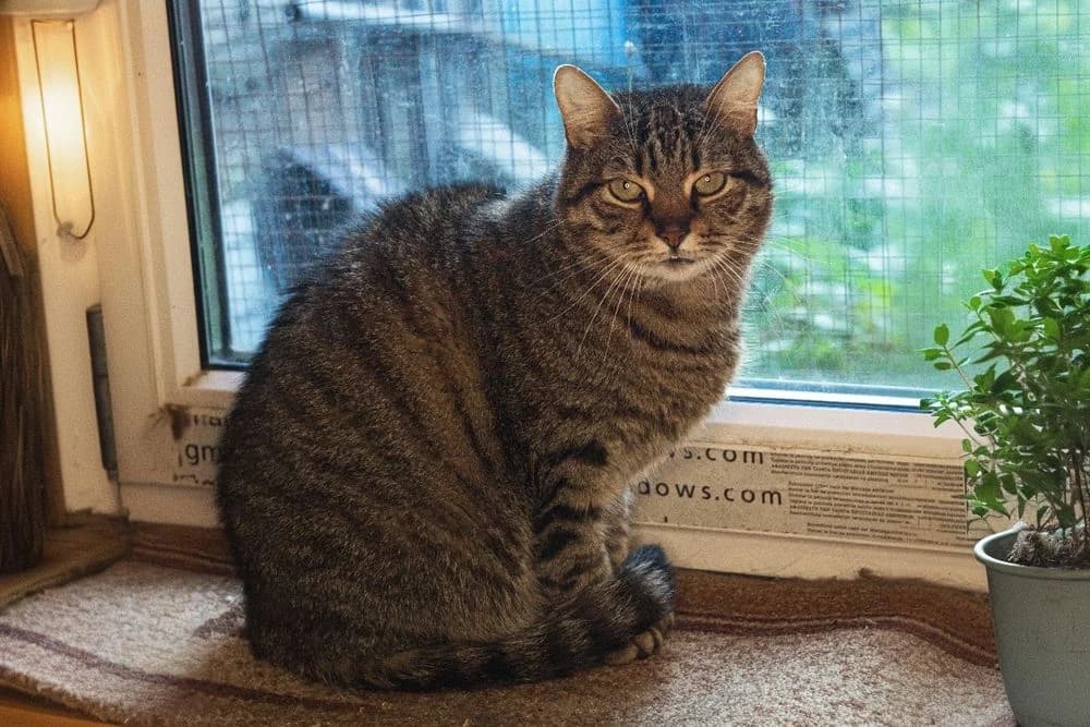Timosha (Timosha) (Timosha (Тимоша)), male 7yo Mixed Breed for adoption at Кот и Собака (Cat and Dog)
