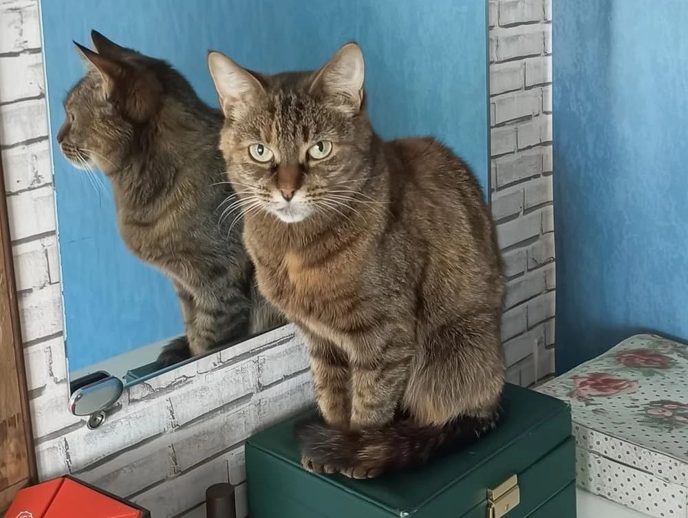 Tisha (Tisha) (Tisha (Тиша)), female senior Mixed Breed for adoption at Кот и Собака (Cat and Dog)