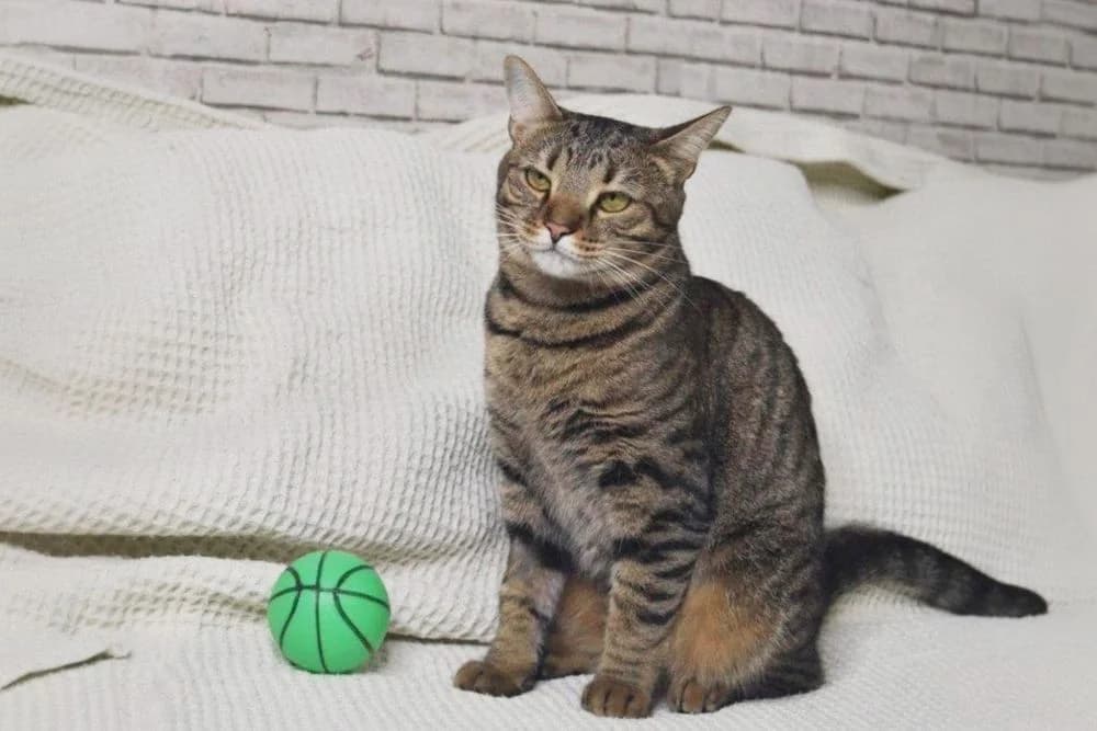 Torba (Torba) (Torba (Торба)), female 5yo Mixed Breed for adoption at Кот и Собака (Cat and Dog)