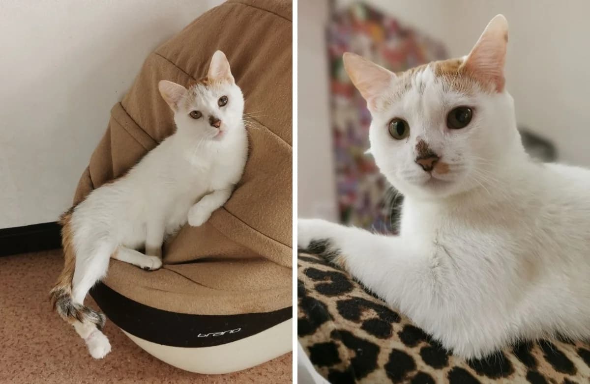 Marfusha (Марфуша), female Mixed Breed for adoption at Старый Кот (Old Cat), Minsk