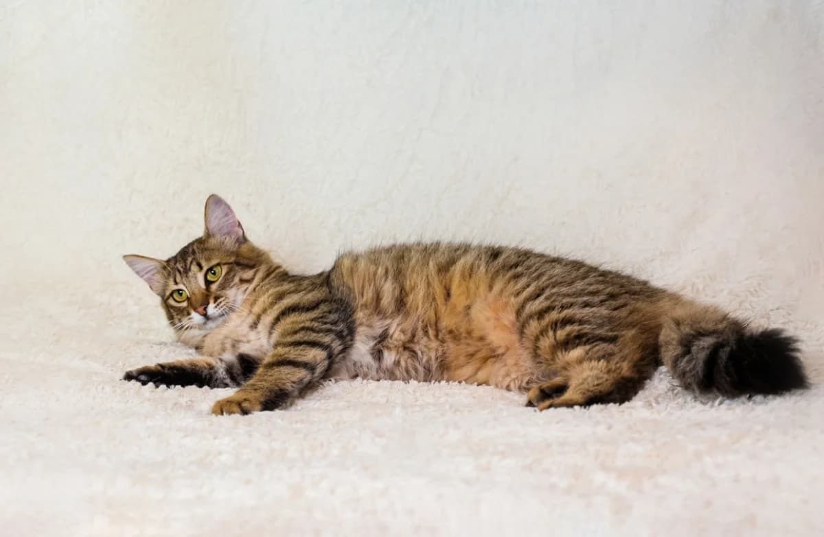 Elora (Элора), female Mixed Breed for adoption at Старый Кот (Old Cat), Minsk