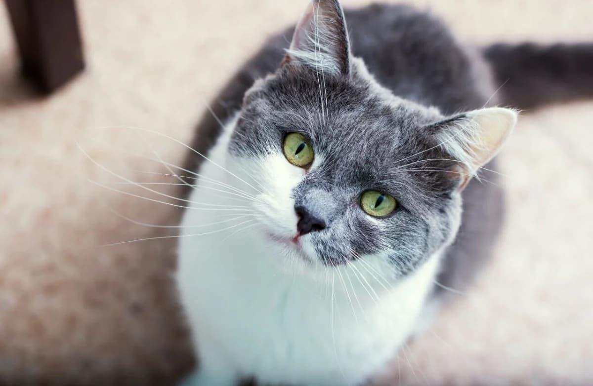 Tёma (Тёма), male Mixed Breed for adoption at Старый Кот (Old Cat), Minsk