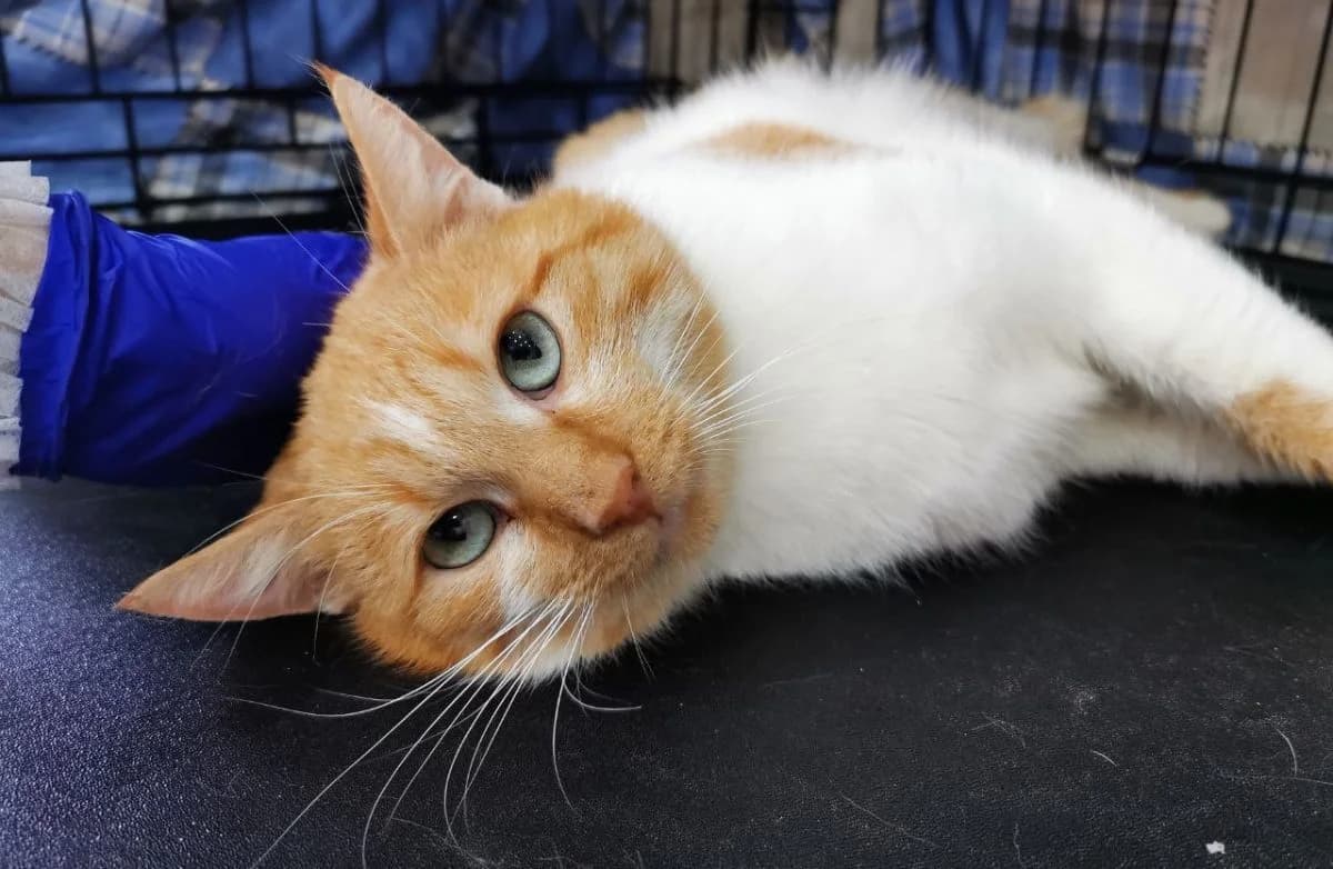 Ryzhik (Рыжик), male Mixed Breed for adoption at Старый Кот (Old Cat), Minsk