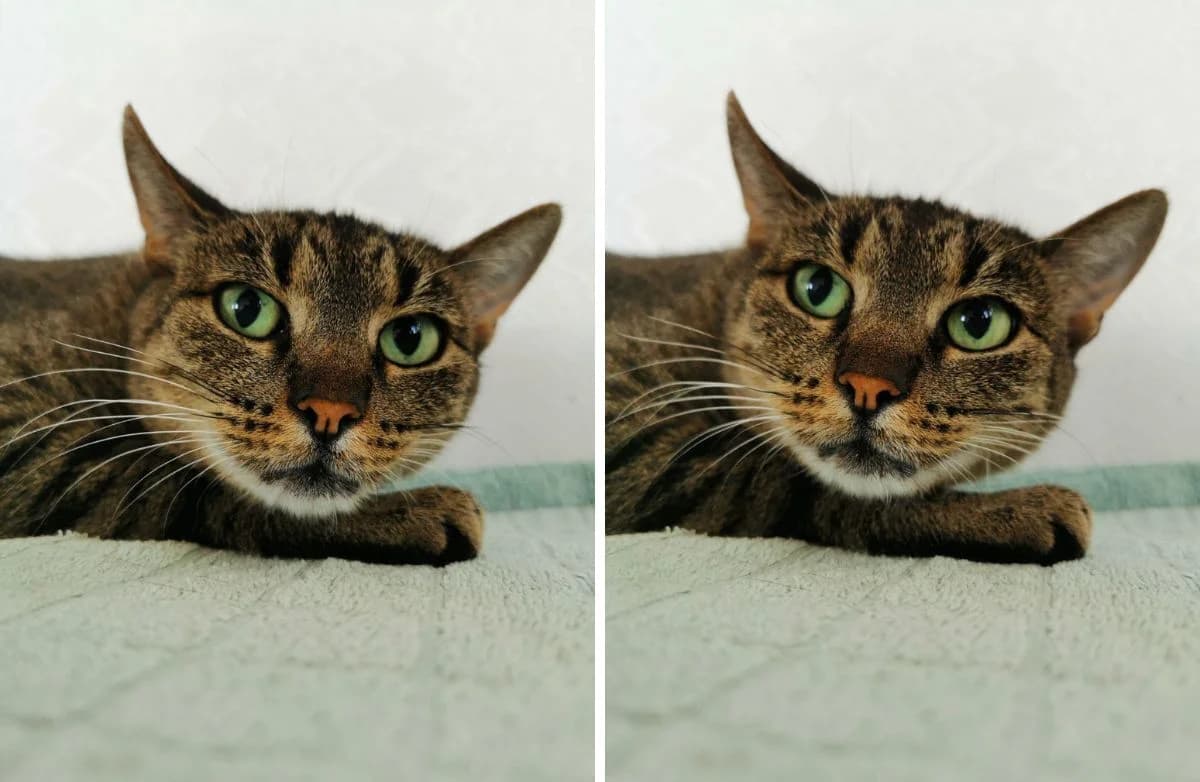 Valoshka (Валошка), female Mixed Breed for adoption at Старый Кот (Old Cat), Minsk