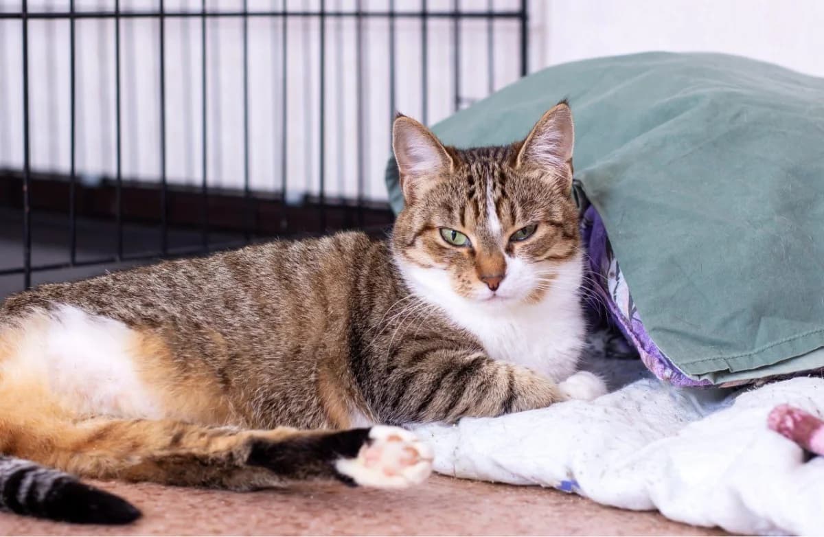 Petra (Петра), female Mixed Breed for adoption at Старый Кот (Old Cat), Minsk