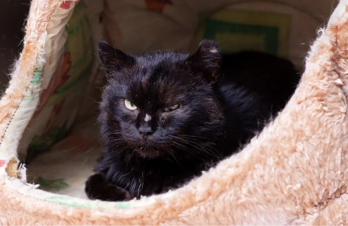 Oster (Остер), male Mixed Breed for adoption at Старый Кот (Old Cat), Minsk