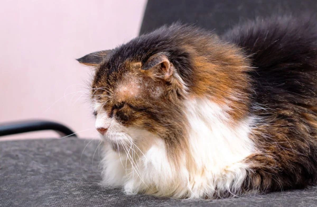 Deda (Деда), male Mixed Breed for adoption at Старый Кот (Old Cat), Minsk