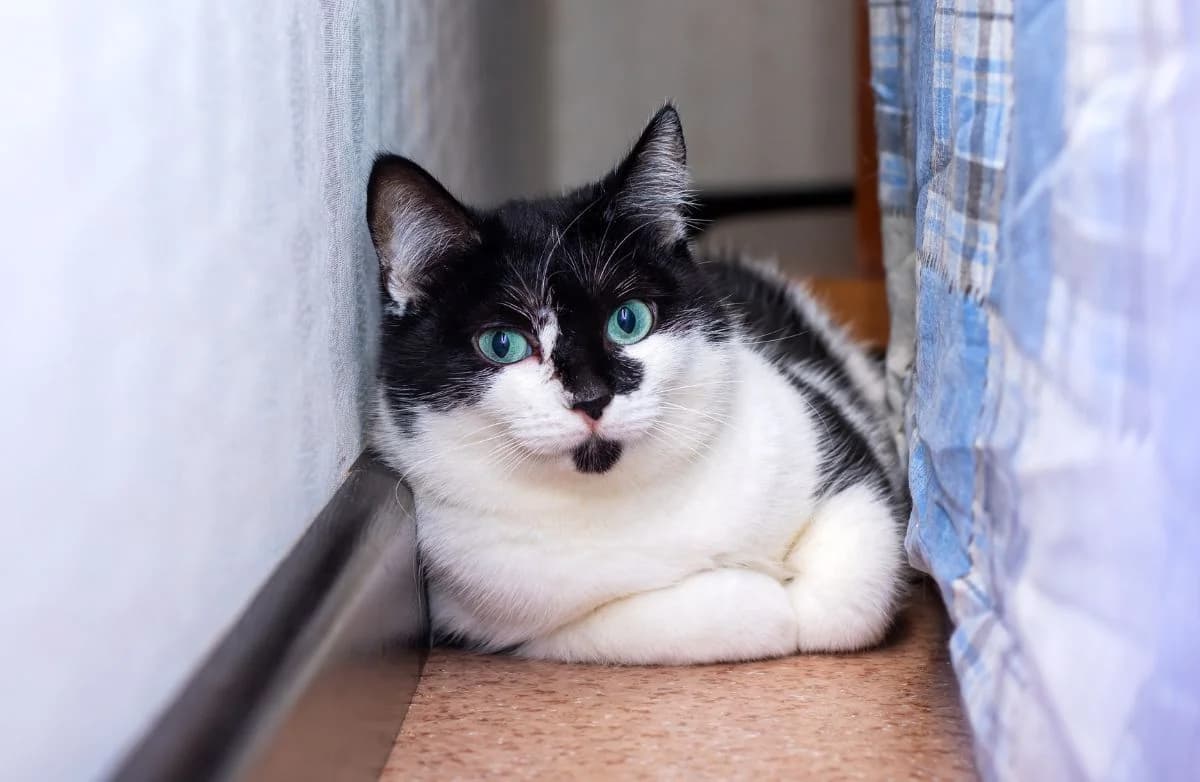 Zinaida (Зинаида), female Mixed Breed for adoption at Старый Кот (Old Cat), Minsk