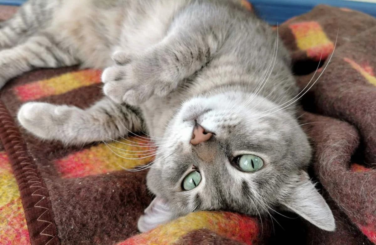 Milli (Милли), female Mixed Breed for adoption at Старый Кот (Old Cat), Minsk