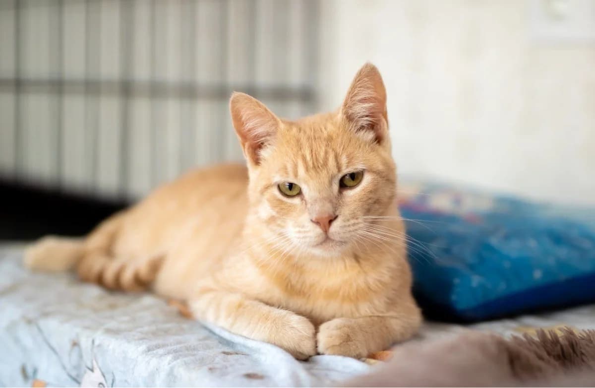 Zheltok (Желток), male Mixed Breed for adoption at Старый Кот (Old Cat), Minsk