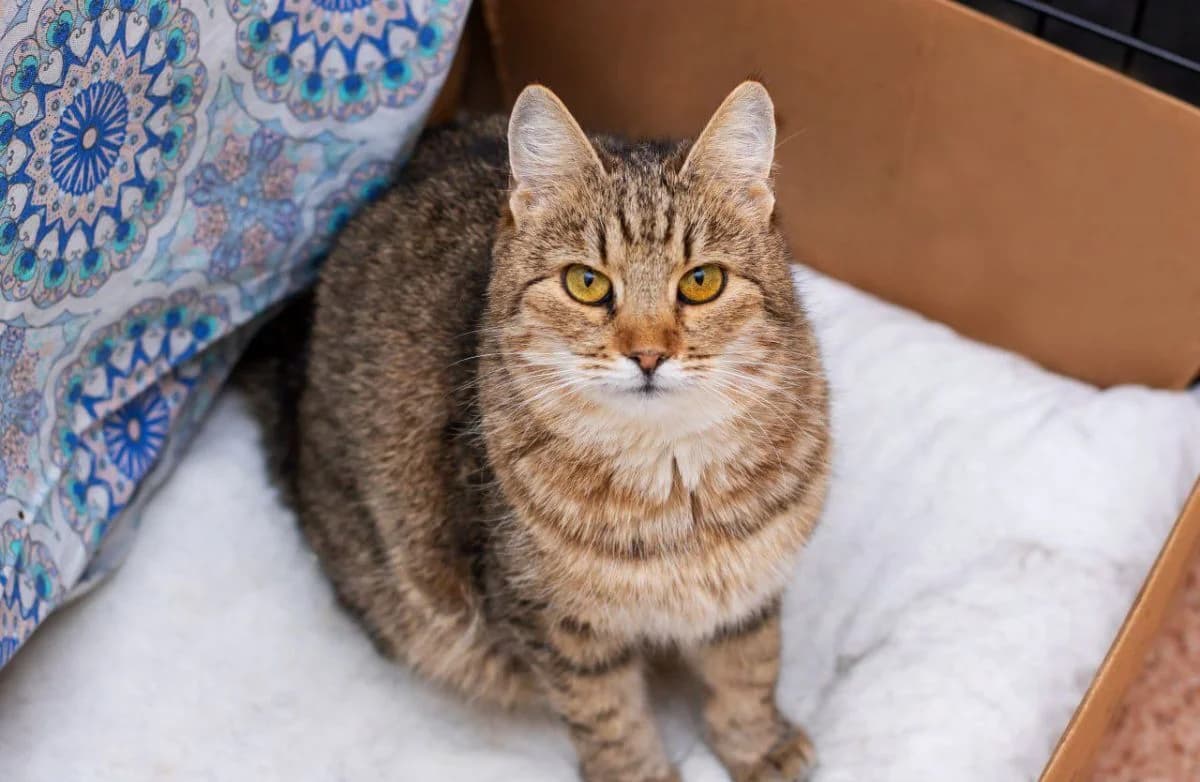 Bogdana (Богдана), female Mixed Breed for adoption at Старый Кот (Old Cat), Minsk