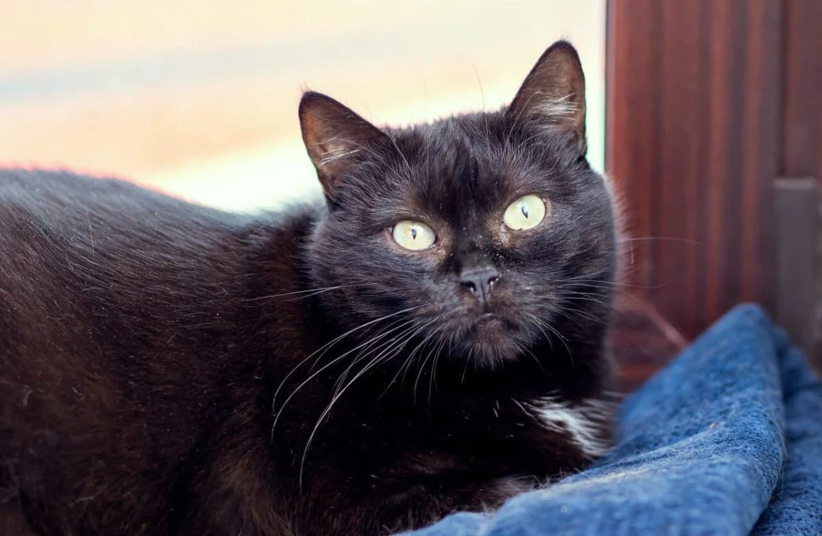 Simona (samaya (ne)obychnaya koshka) (Симона (самая (не)обычная кошка)), female Mixed Breed for adoption at Старый Кот (Old Cat), Minsk