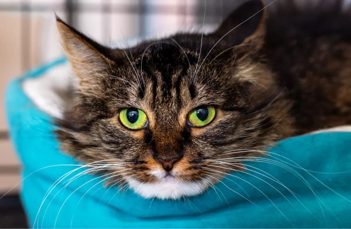 Sipukha (Сипуха), female Mixed Breed for adoption at Старый Кот (Old Cat), Minsk