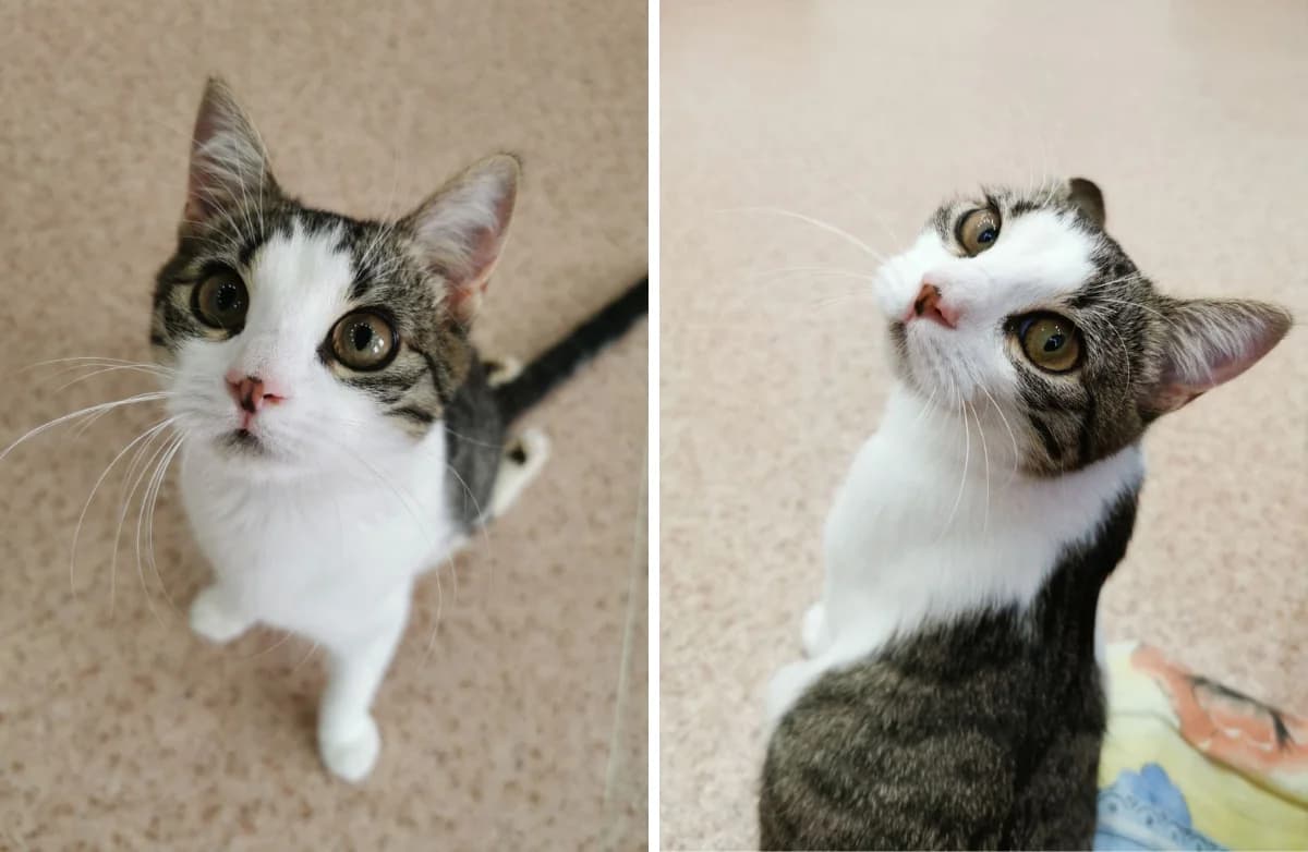 Ovsyanka (Овсянка), female Mixed Breed for adoption at Старый Кот (Old Cat), Minsk