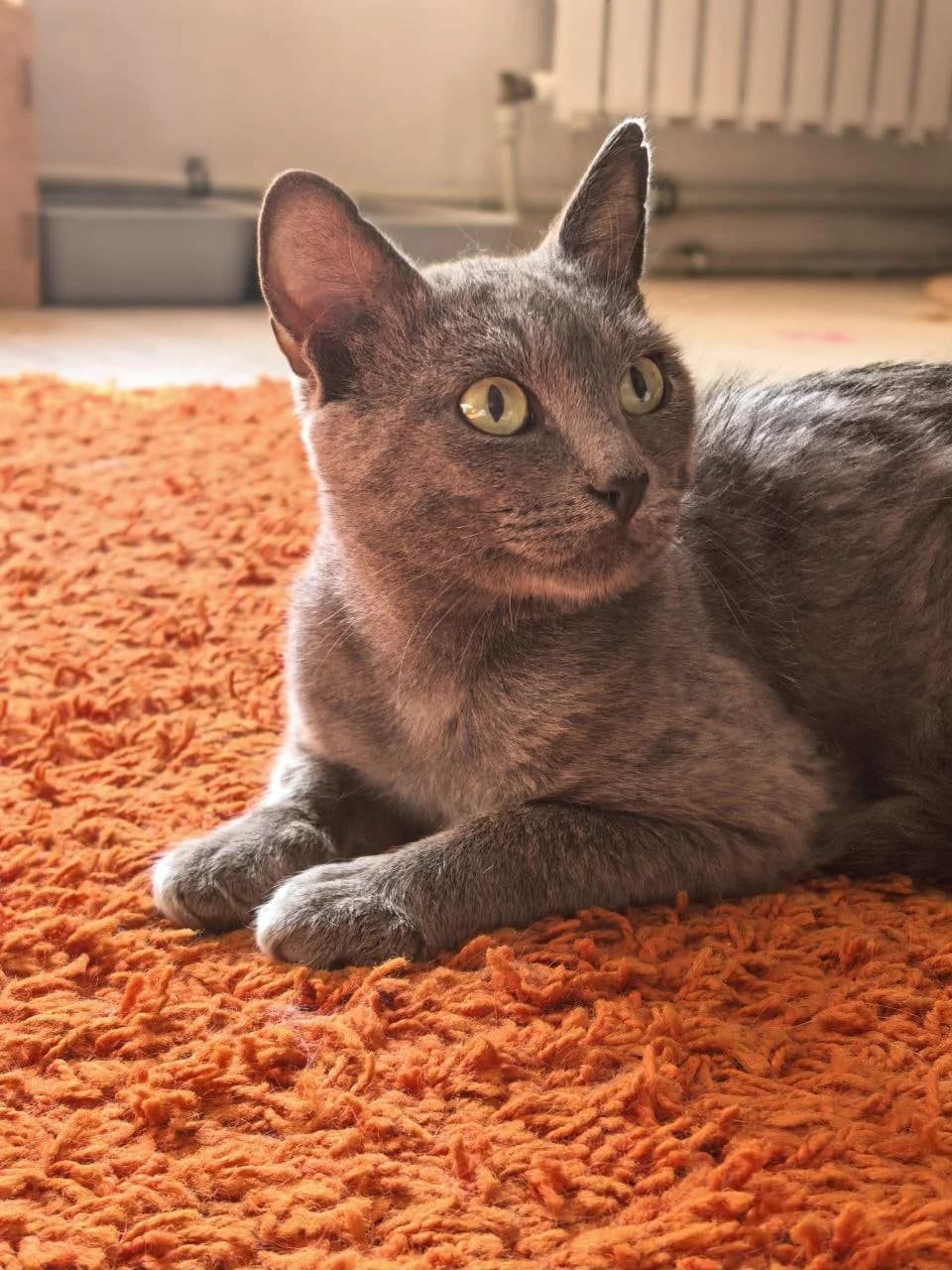 Akhill (Ахилл), male Mixed Breed for adoption at Preданное Сердце, Grodno