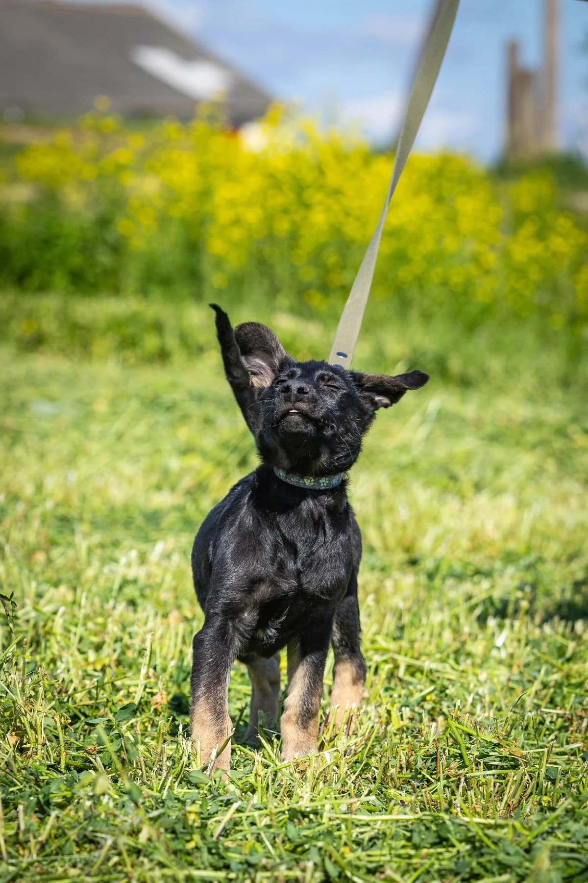 Arik (Арик), male Mixed Breed for adoption at Preданное Сердце, Grodno