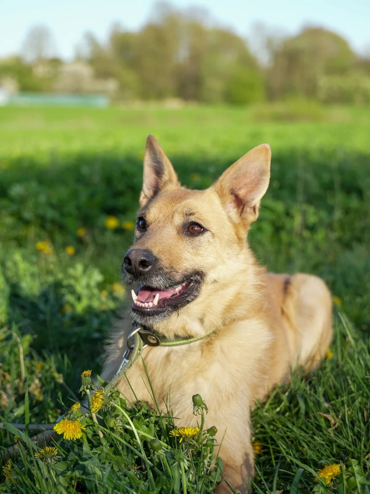 Astreliya (Астрелия), female Mixed Breed for adoption at Preданное Сердце, Grodno