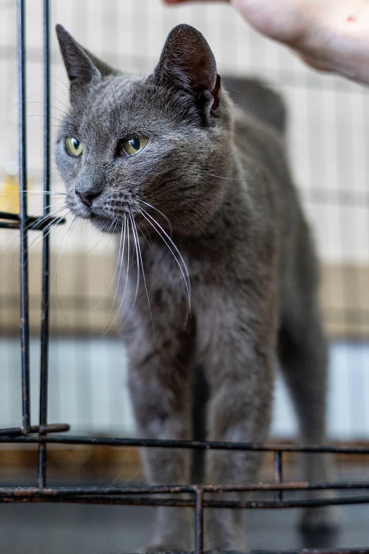 Atika (Атика), female Mixed Breed for adoption at Preданное Сердце, Grodno