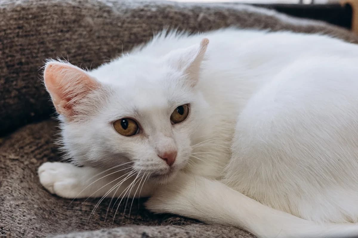 Belyanka (Белянка), female Mixed Breed for adoption at Preданное Сердце, Grodno