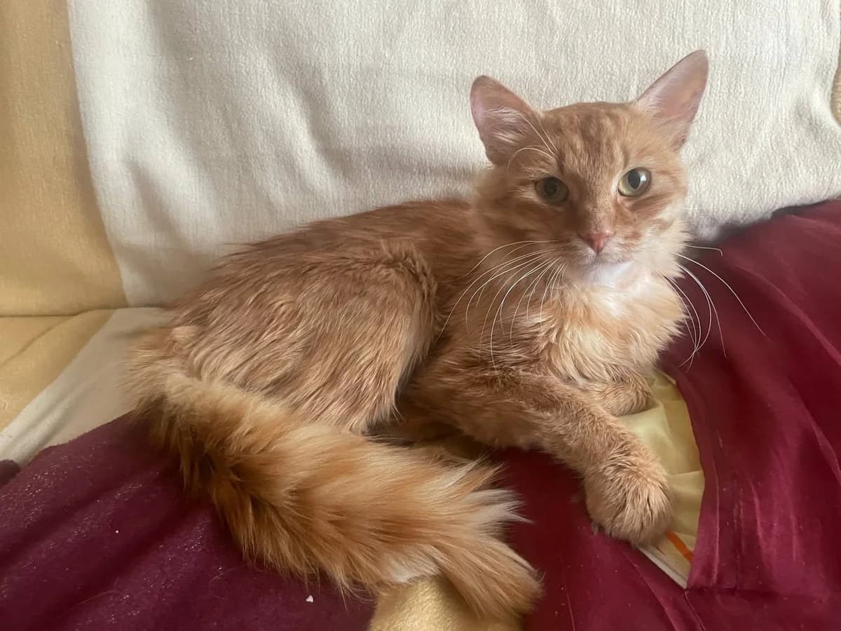 Cheyz (Чейз), male Mixed Breed for adoption at Preданное Сердце, Grodno