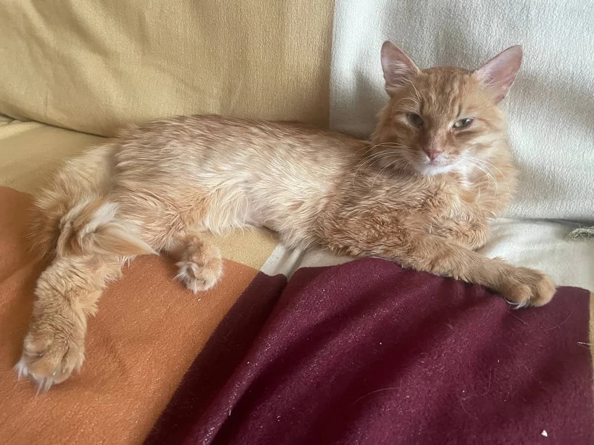 Cheyz (Чейз), male Mixed Breed for adoption at Preданное Сердце, Grodno