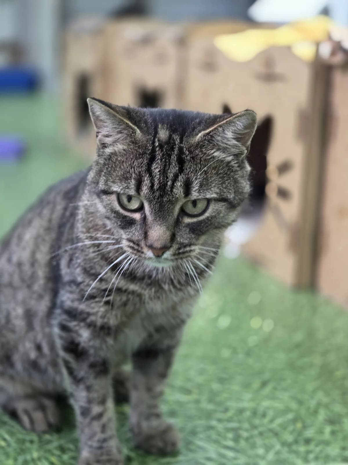 Chubik (Чубик), female Mixed Breed for adoption at Preданное Сердце, Grodno