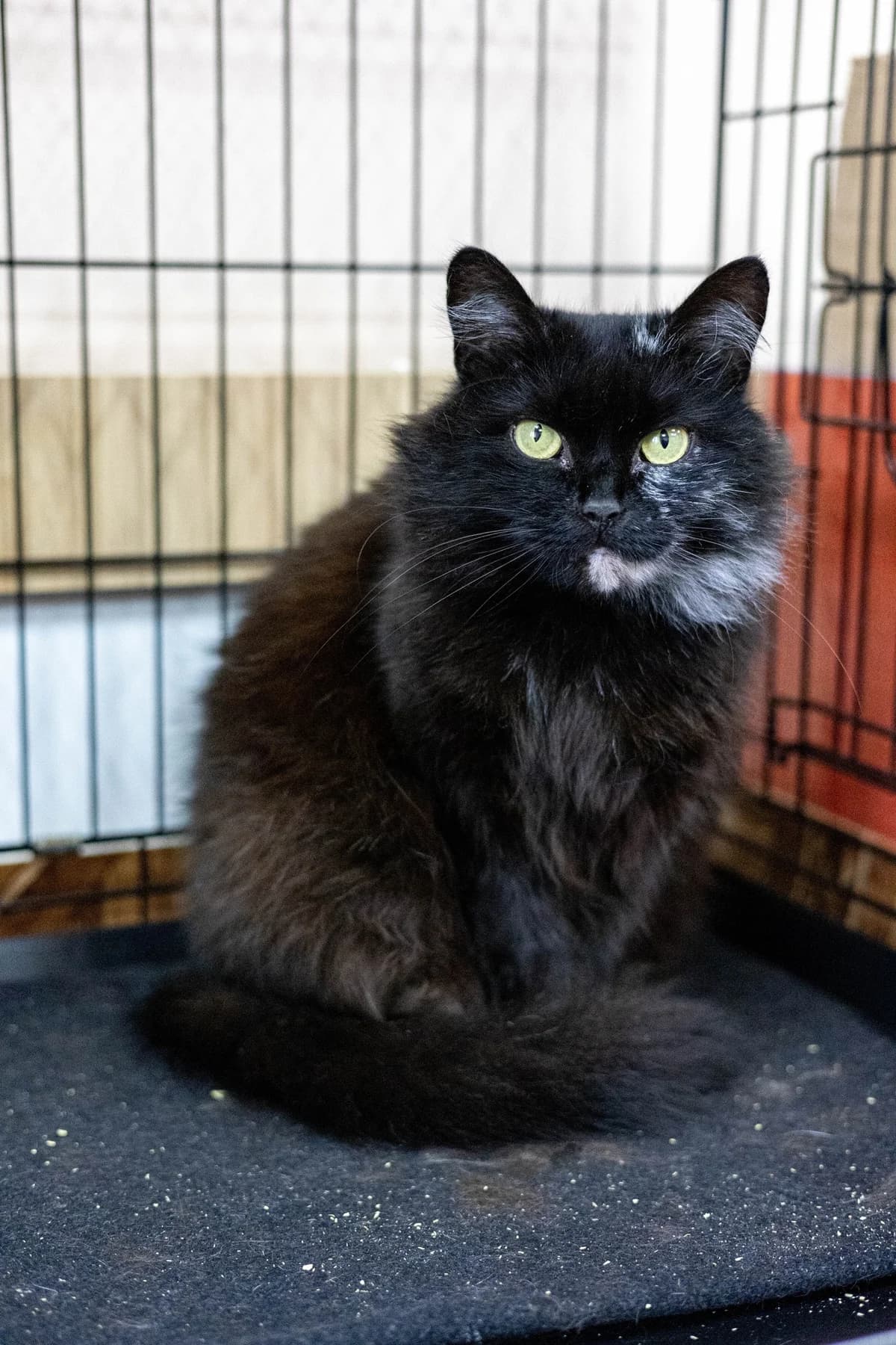 Dzhessika (Джессика), female Mixed Breed for adoption at Preданное Сердце, Grodno