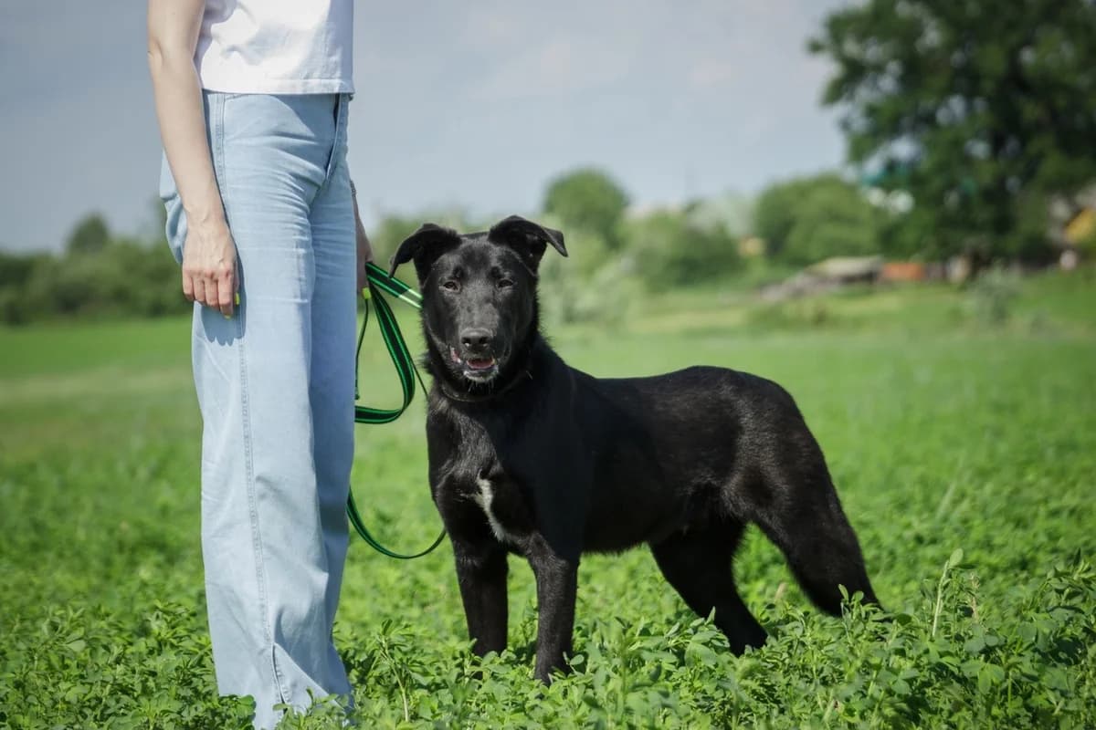 Erni (Эрни), male Mixed Breed for adoption at Preданное Сердце, Grodno