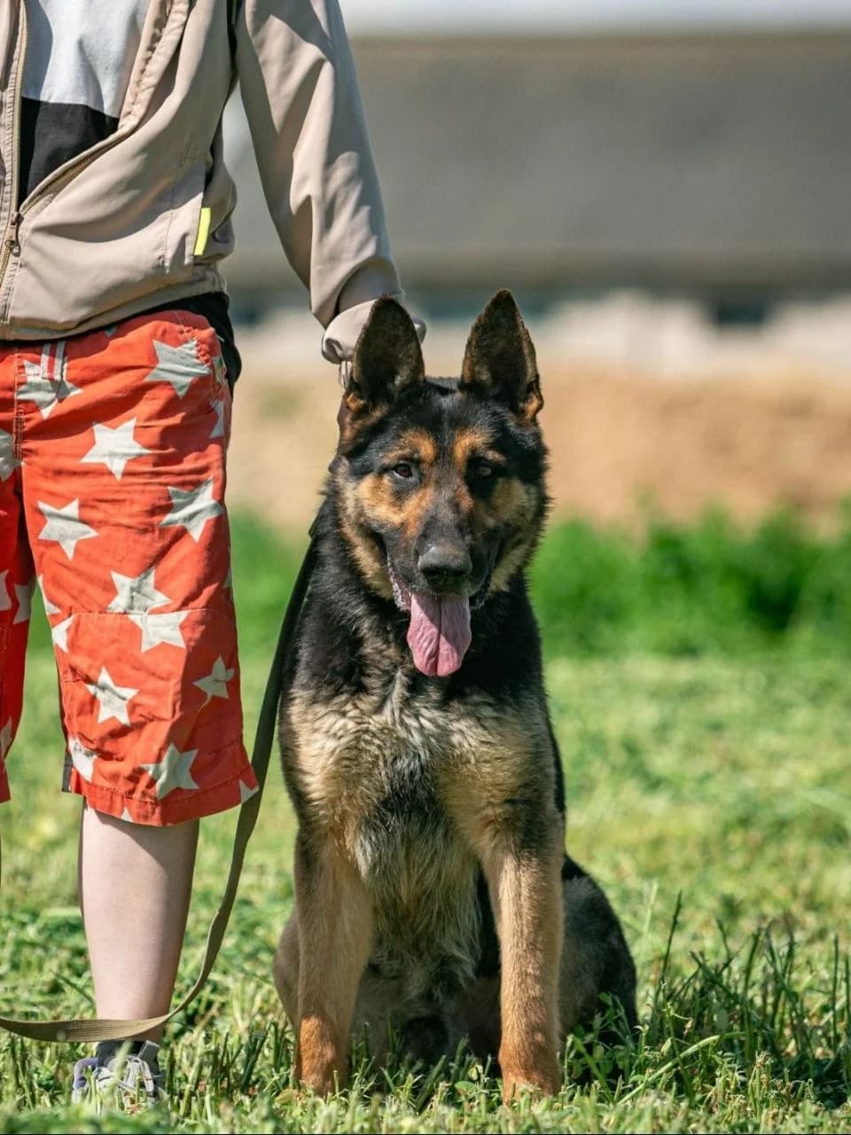 Khurt (Хурт), male Mixed Breed for adoption at Preданное Сердце, Grodno