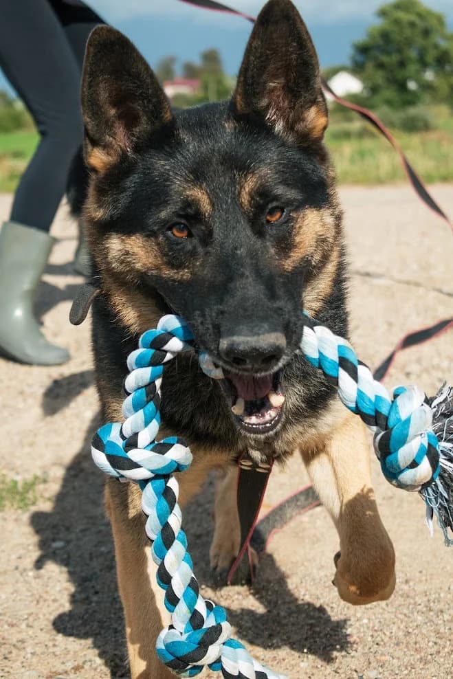 Khurt (Хурт), male Mixed Breed for adoption at Preданное Сердце, Grodno