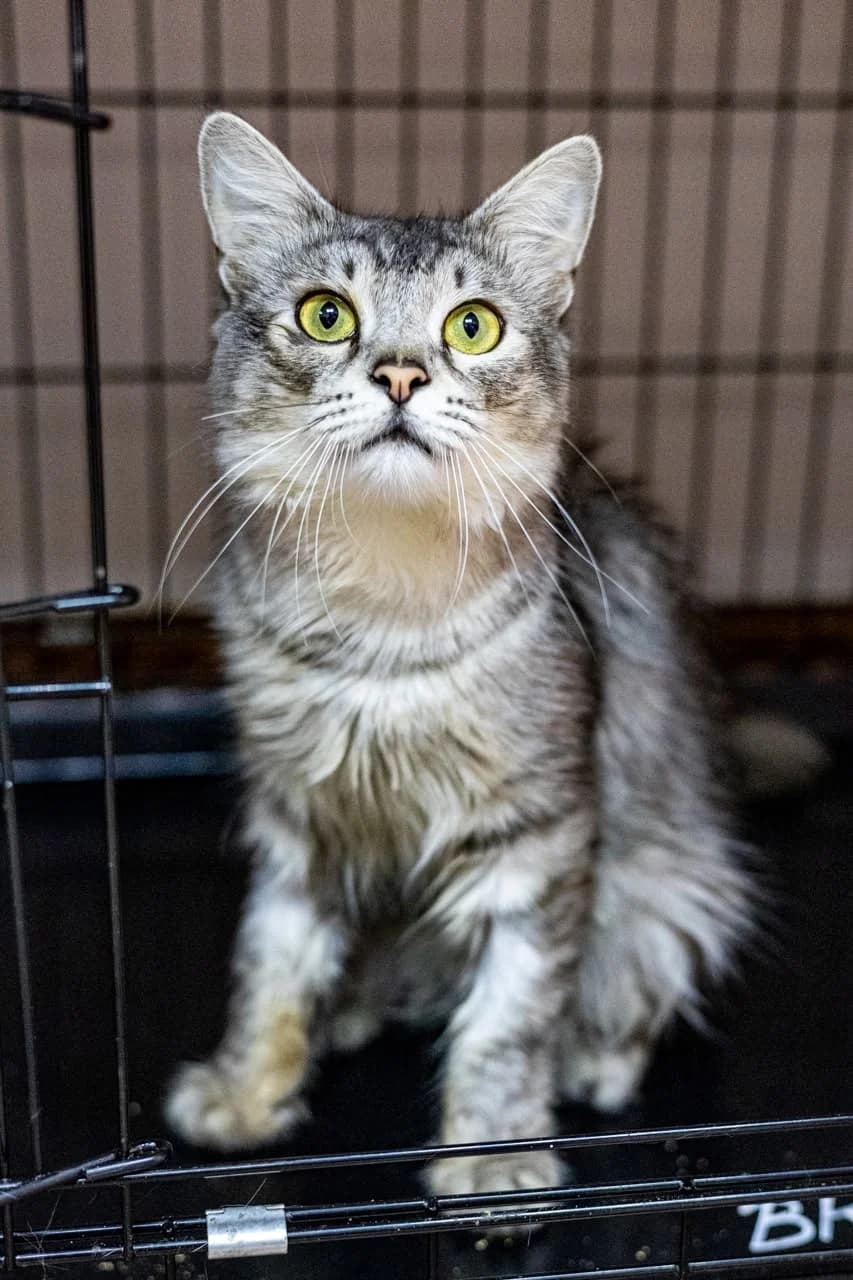 Irvin (Ирвин), male Mixed Breed for adoption at Preданное Сердце, Grodno