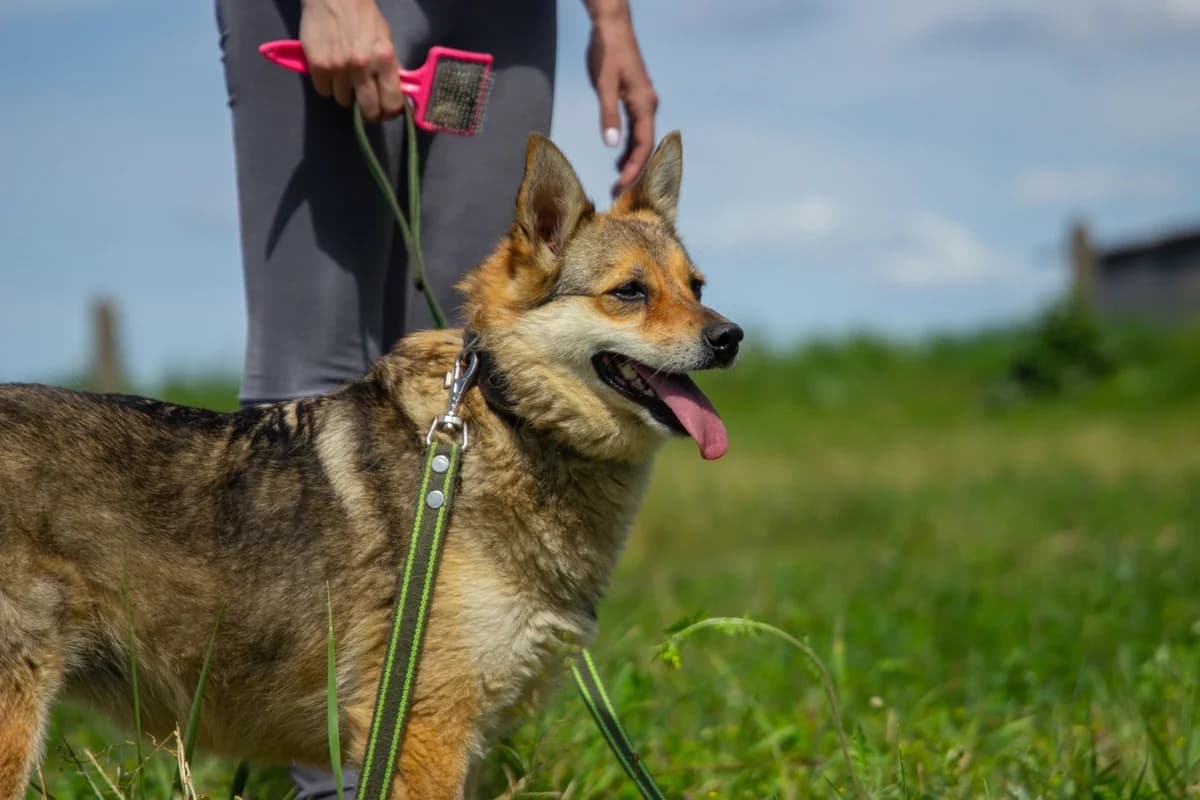 Kira (Кира), female Mixed Breed for adoption at Preданное Сердце, Grodno