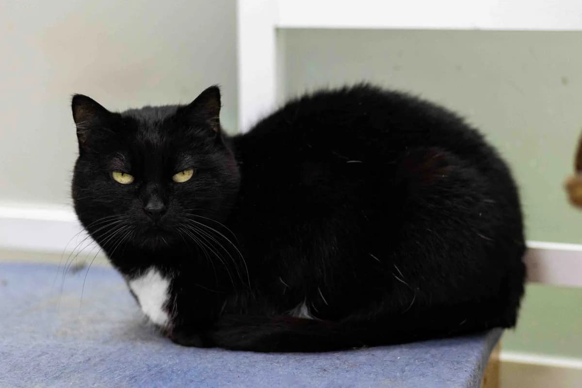 Kitti (Китти), female Mixed Breed for adoption at Preданное Сердце, Grodno