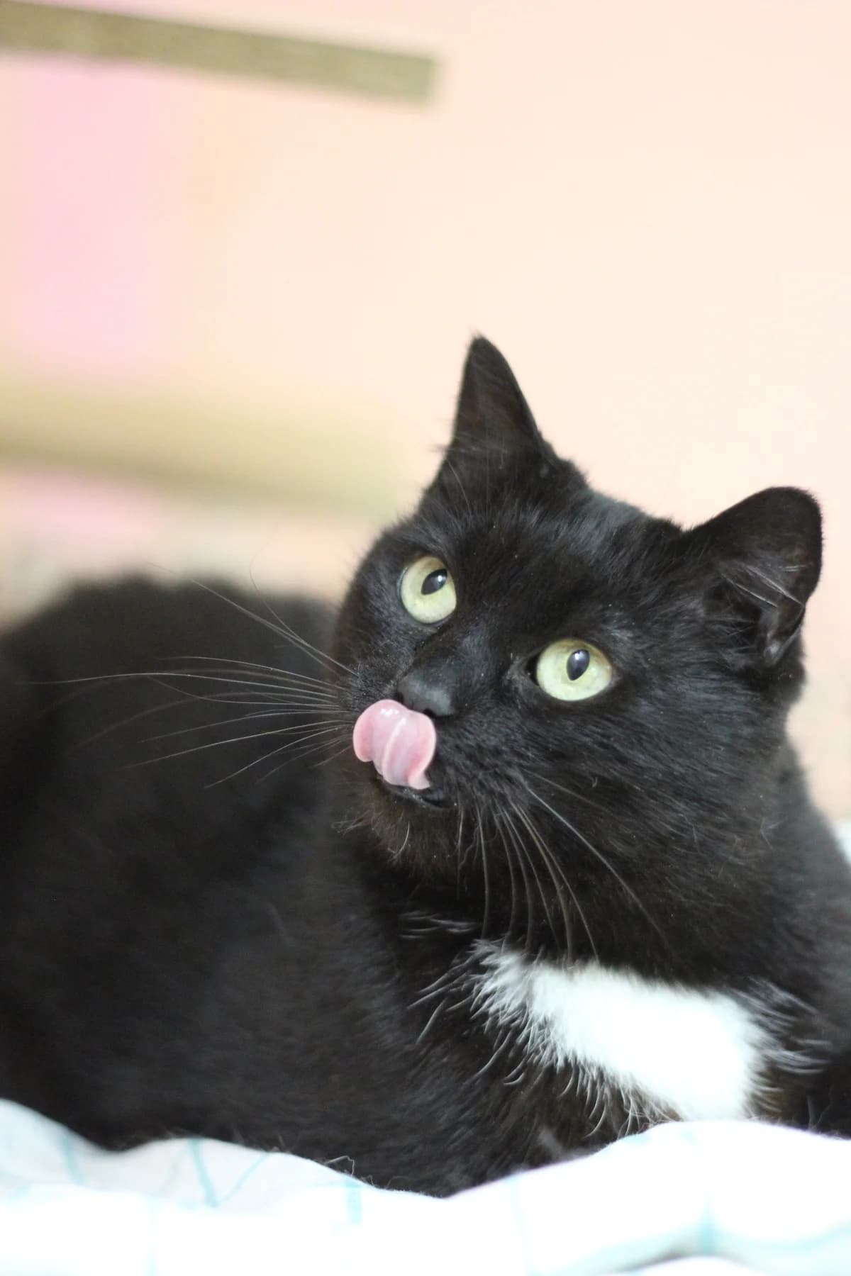 Kitti (Китти), female Mixed Breed for adoption at Preданное Сердце, Grodno